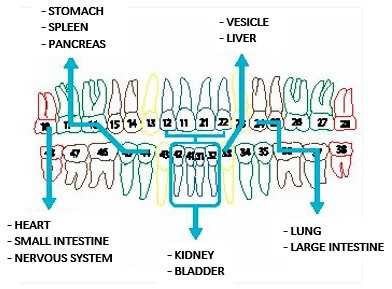 FOTO NEUROFOCAL DENTISTRY